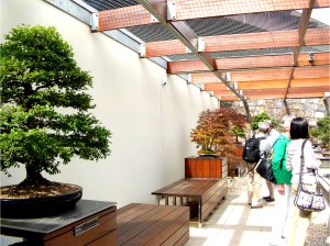 Catlin Elm Bonsai Tree at the National Bonsai and Penjing Collection