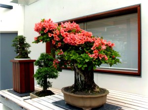 National Bonsai and Penjing Collection