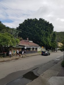 Photographed from high, a beautiful street surrounded by large trees. People congregate together in the midde-ground